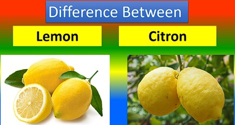 Citron vs Lemon: What’s the Difference? (And Why Should You Care?) 2 Citron vs Lemon: What’s the Difference? (And Why Should You Care?)